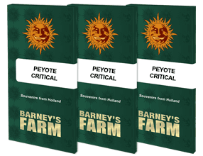 Peyote critical (3) 100% barney farm seeds
